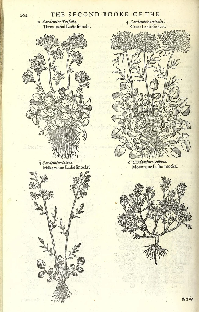 An illustration from The herball or, Generall historie of plantes, 1597, leaf 228