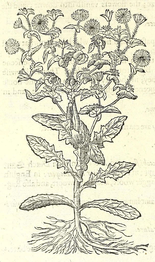 An illustration from The herball or, Generall historie of plantes, 1597, leaf 246