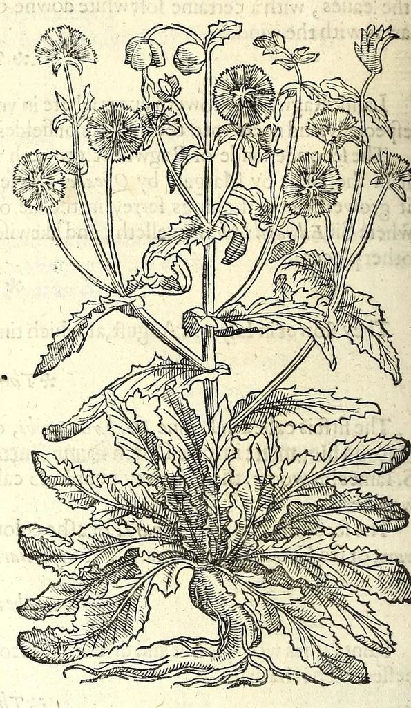 An illustration from The herball or, Generall historie of plantes, 1597, leaf 246