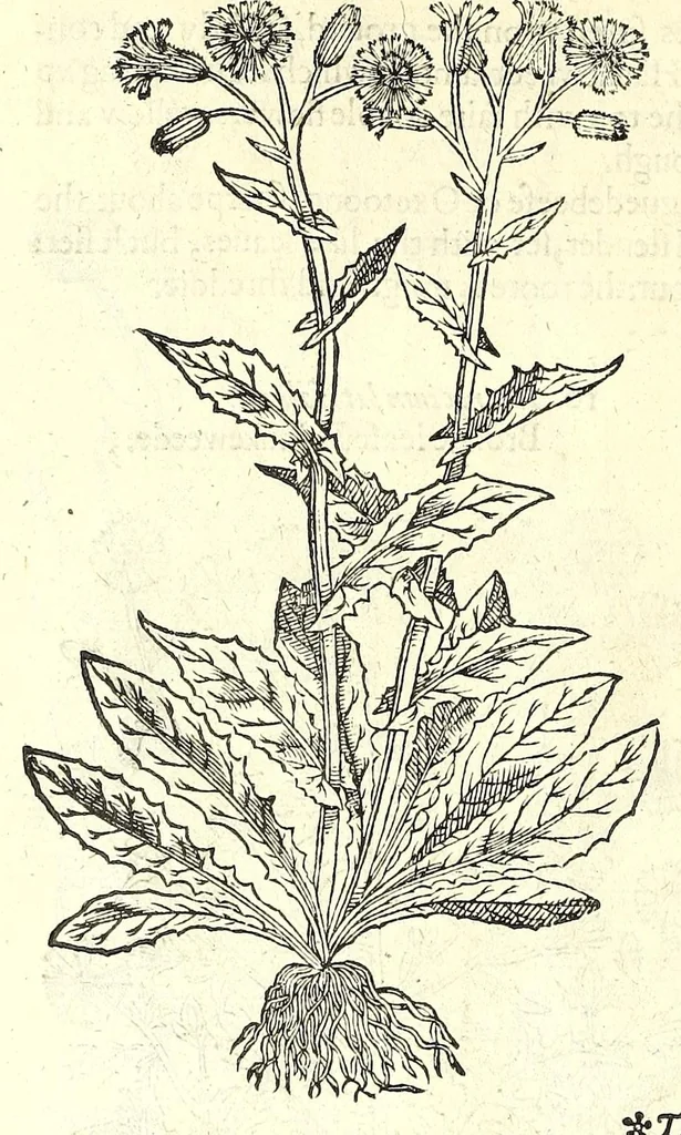 An illustration from The herball or, Generall historie of plantes, 1597, leaf 262