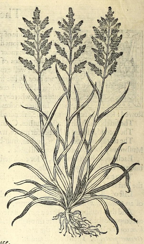An illustration from The herball or, Generall historie of plantes, 1597, leaf 28