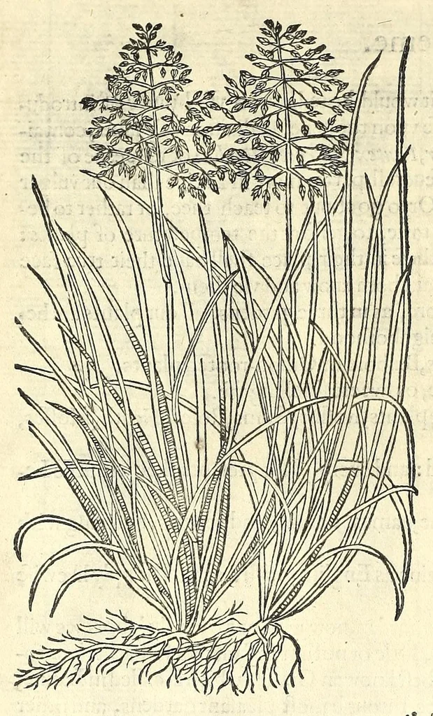 An illustration from The herball or, Generall historie of plantes, 1597, leaf 28