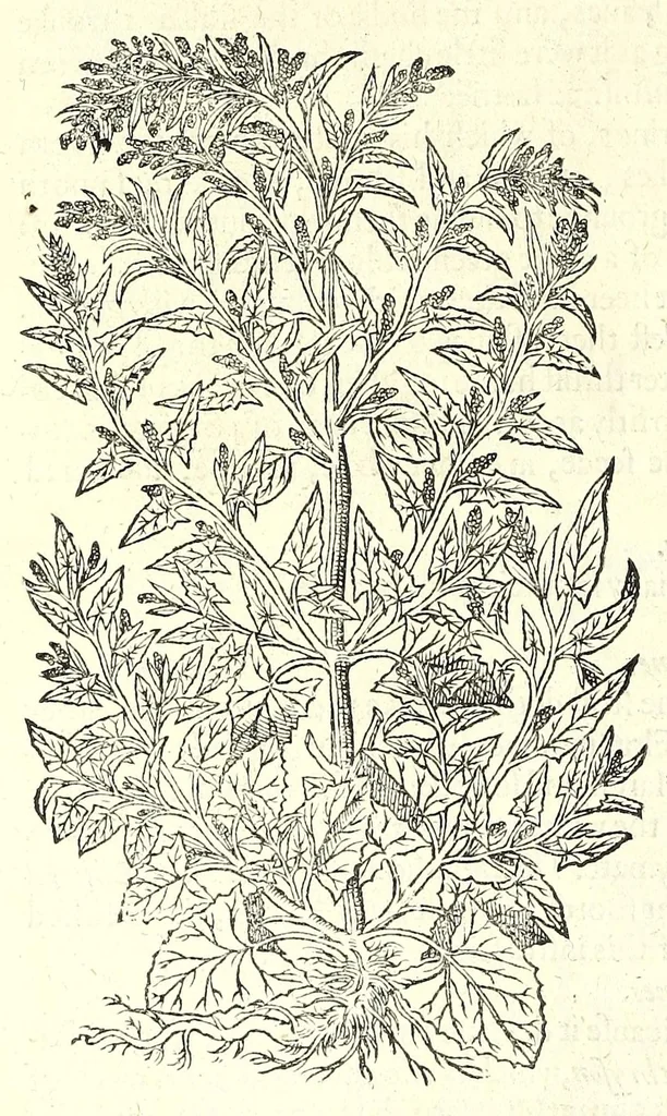An illustration from The herball or, Generall historie of plantes, 1597, leaf 282