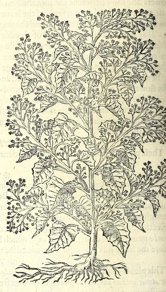 An illustration from The herball or, Generall historie of plantes, 1597, leaf 282