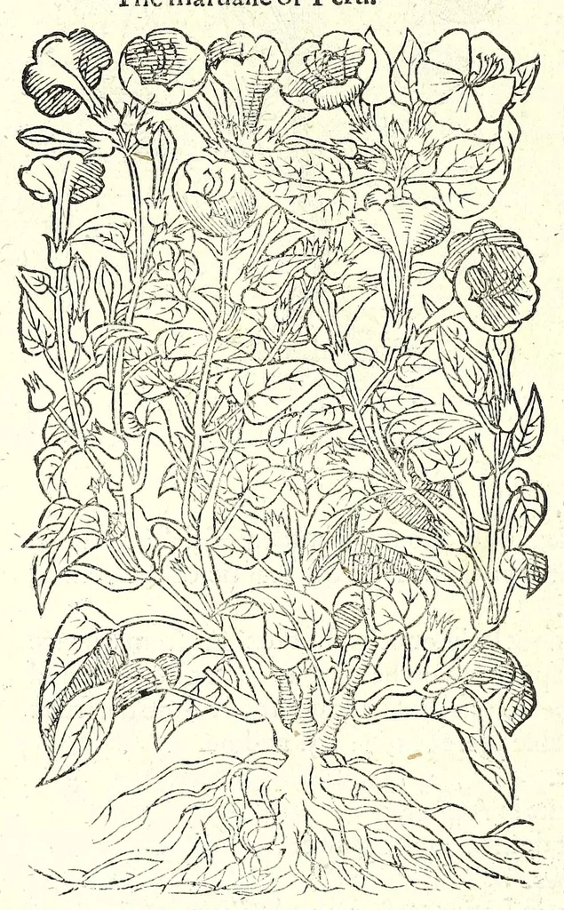 An illustration from The herball or, Generall historie of plantes, 1597, leaf 298