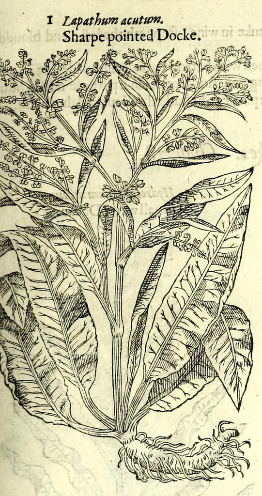An illustration from The herball or, Generall historie of plantes, 1597, leaf 337