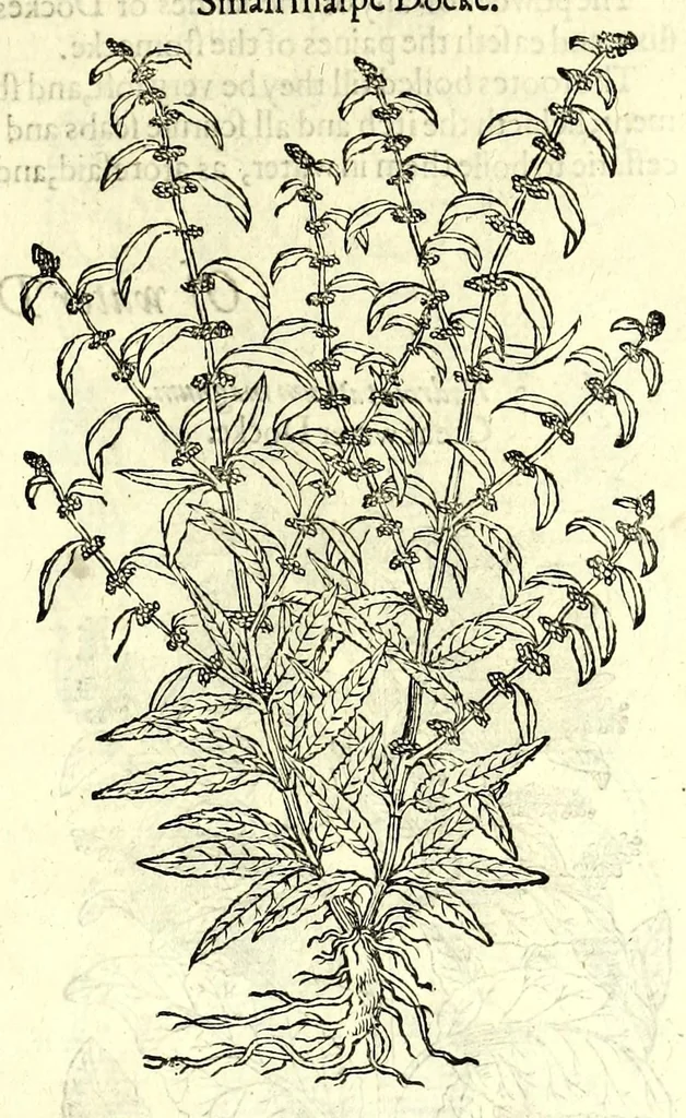 An illustration from The herball or, Generall historie of plantes, 1597, leaf 337