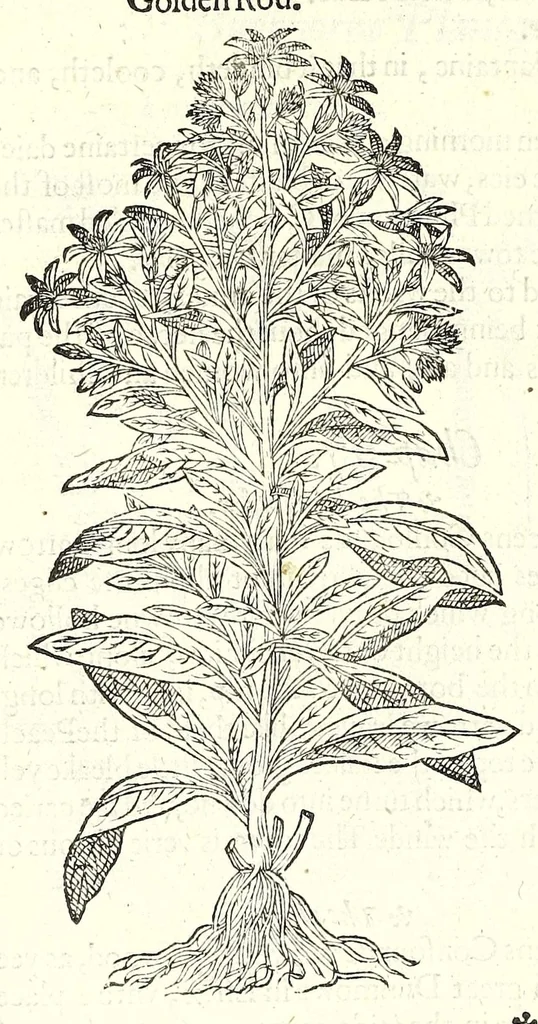 An illustration from The herball or, Generall historie of plantes, 1597, leaf 374