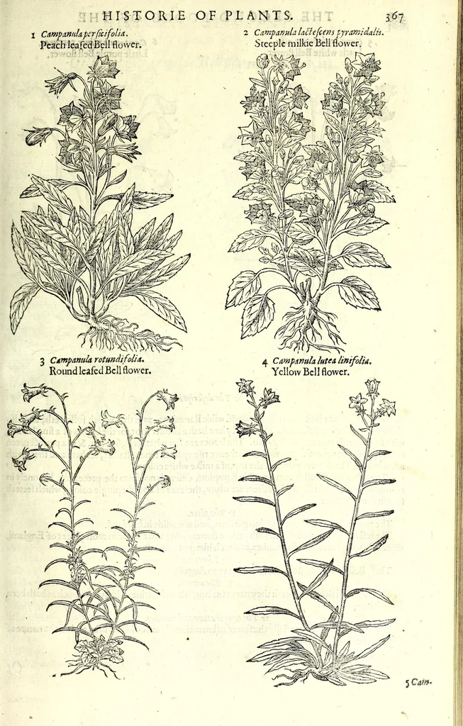 An illustration from The herball or, Generall historie of plantes, 1597, leaf 393