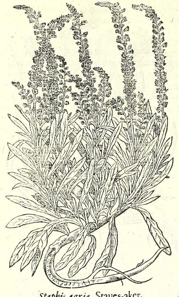 An illustration from The herball or, Generall historie of plantes, 1597, leaf 424