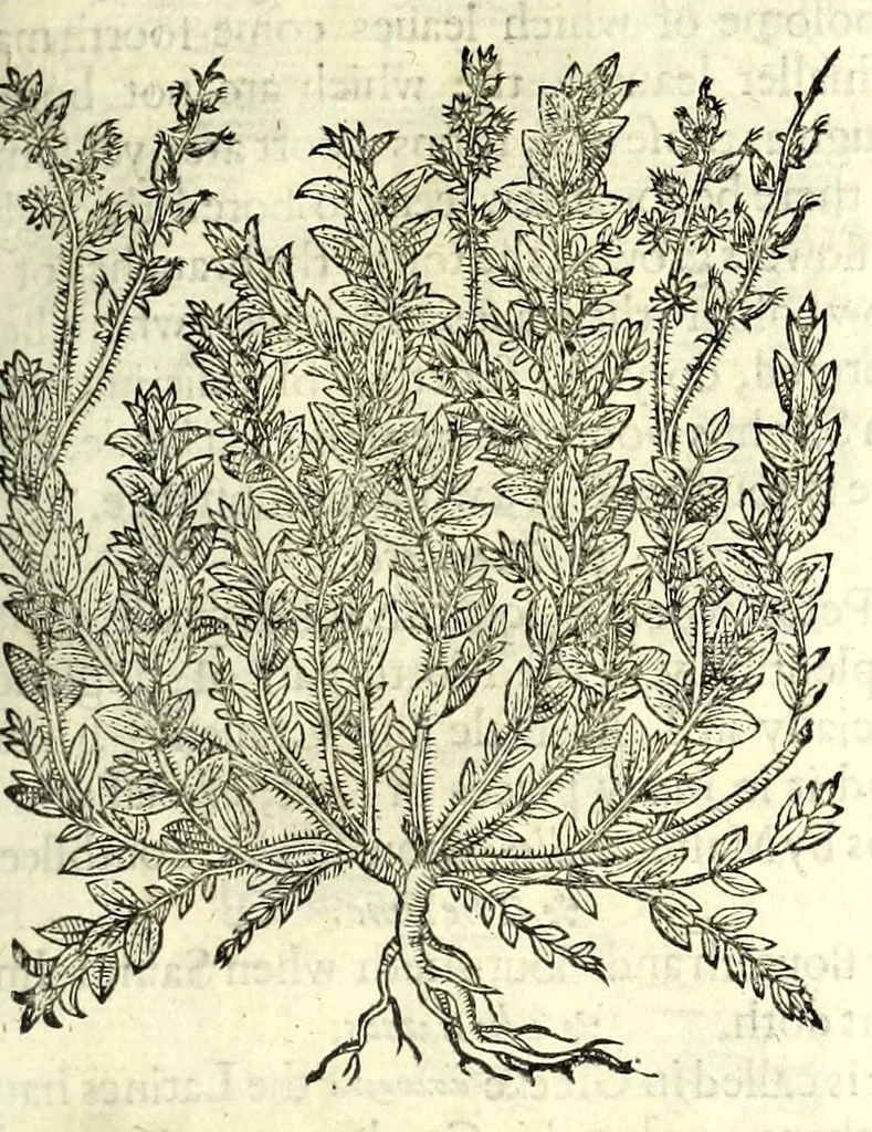 An illustration from The herball or, Generall historie of plantes, 1597, leaf 459