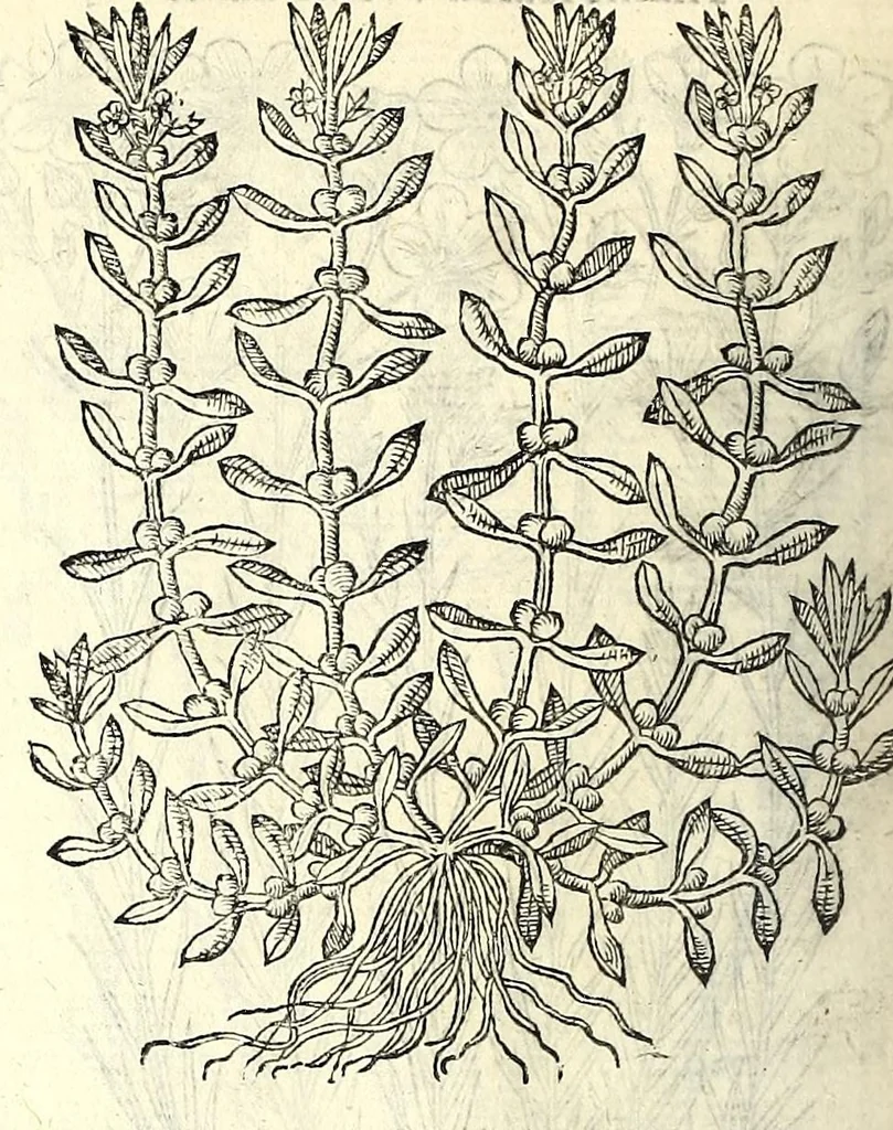 An illustration from The herball or, Generall historie of plantes, 1597, leaf 474