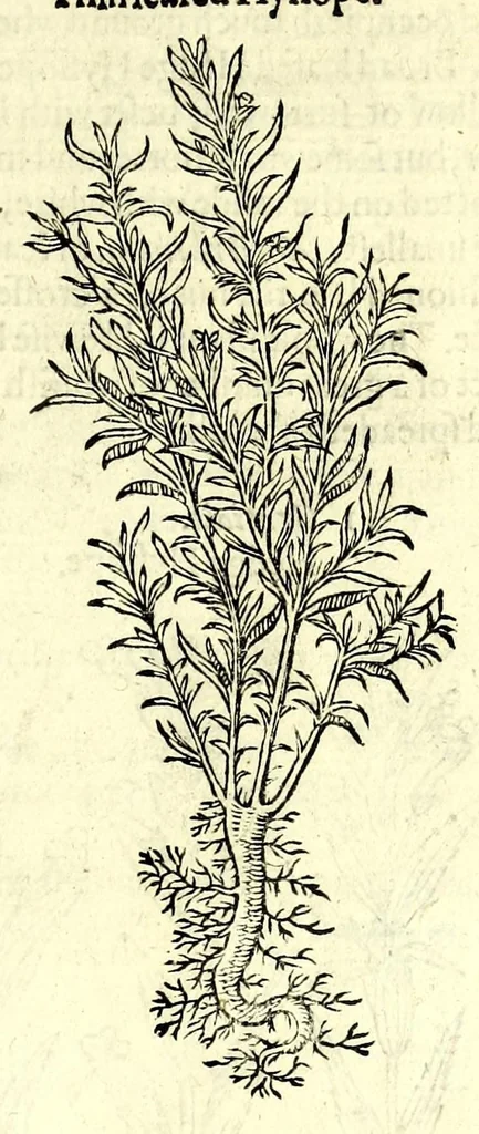 An illustration from The herball or, Generall historie of plantes, 1597, leaf 491