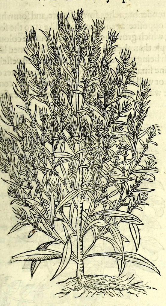 An illustration from The herball or, Generall historie of plantes, 1597, leaf 491