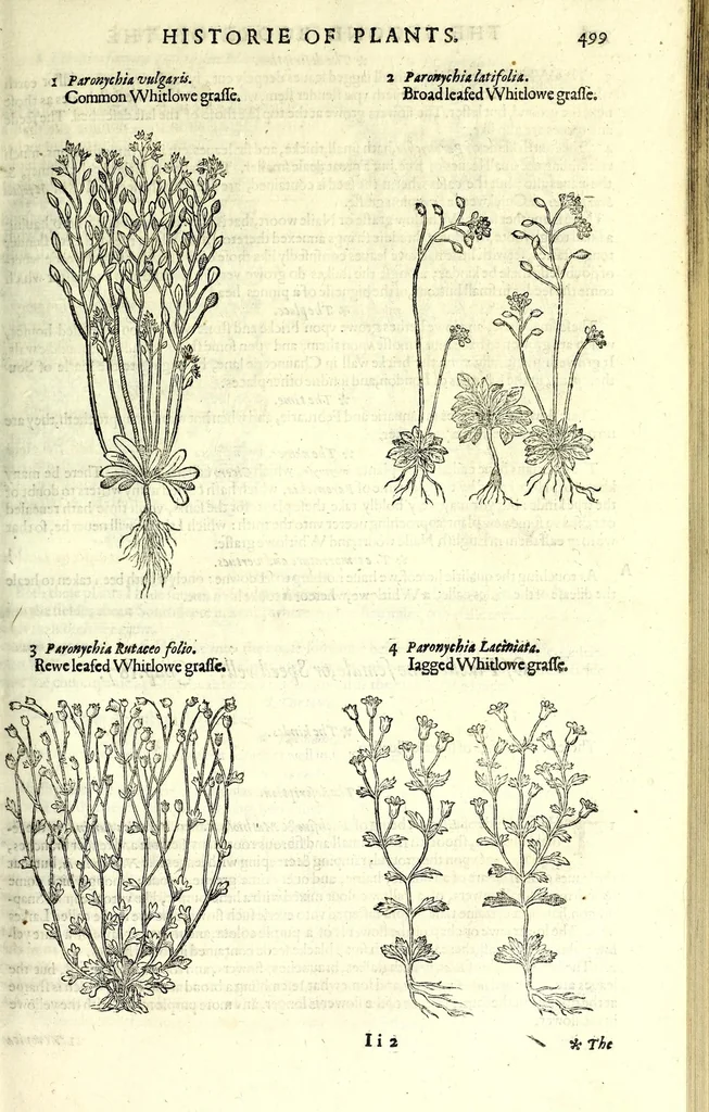 An illustration from The herball or, Generall historie of plantes, 1597, leaf 525