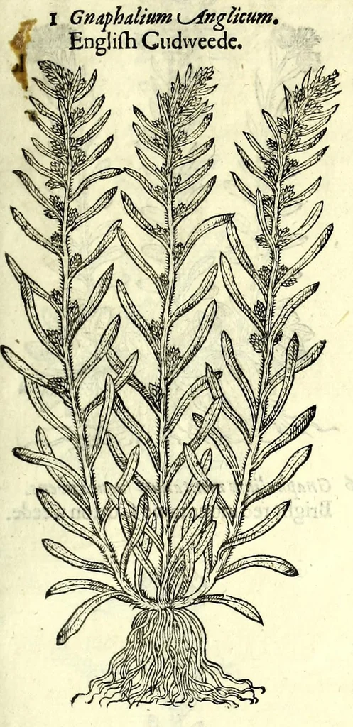 An illustration from The herball or, Generall historie of plantes, 1597, leaf 541