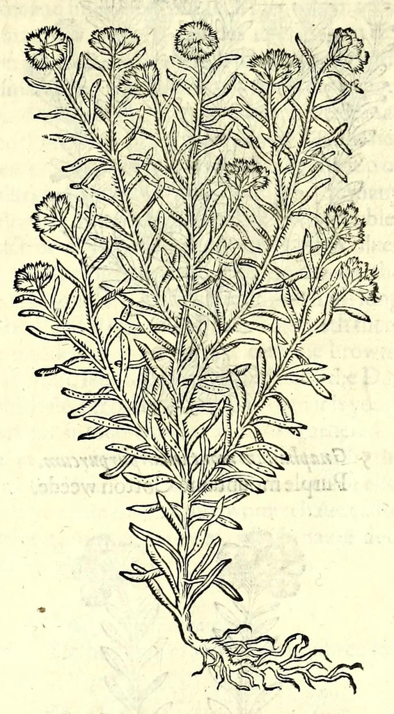 An illustration from The herball or, Generall historie of plantes, 1597, leaf 541