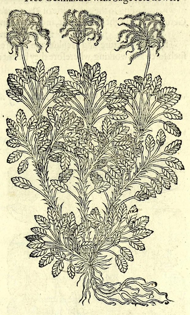 An illustration from The herball or, Generall historie of plantes, 1597, leaf 559