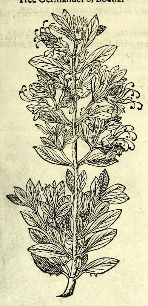 An illustration from The herball or, Generall historie of plantes, 1597, leaf 559