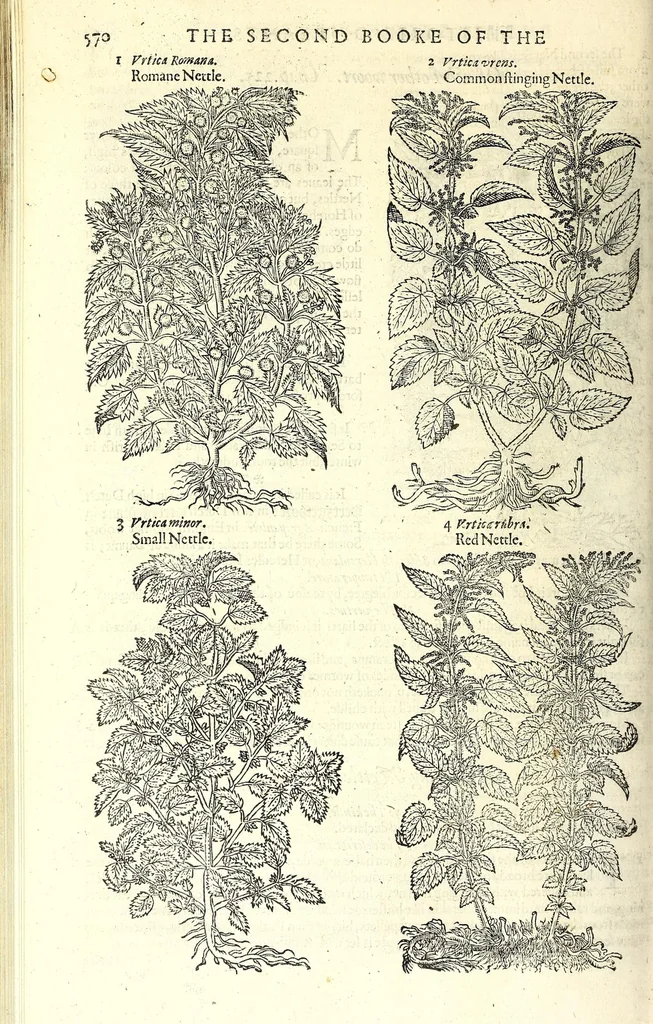 An illustration from The herball or, Generall historie of plantes, 1597, leaf 596