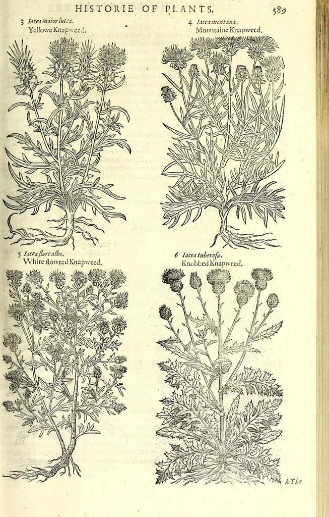 An illustration from The herball or, Generall historie of plantes, 1597, leaf 615