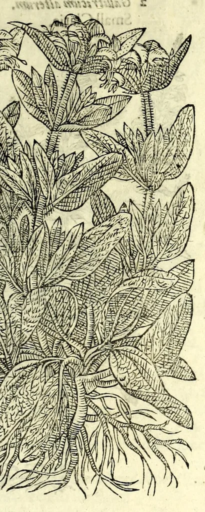 An illustration from The herball or, Generall historie of plantes, 1597, leaf 651