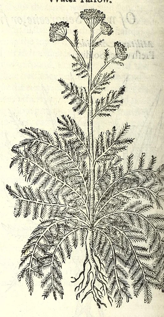 An illustration from The herball or, Generall historie of plantes, 1597, leaf 704