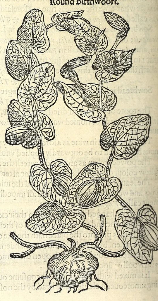An illustration from The herball or, Generall historie of plantes, 1597, leaf 722