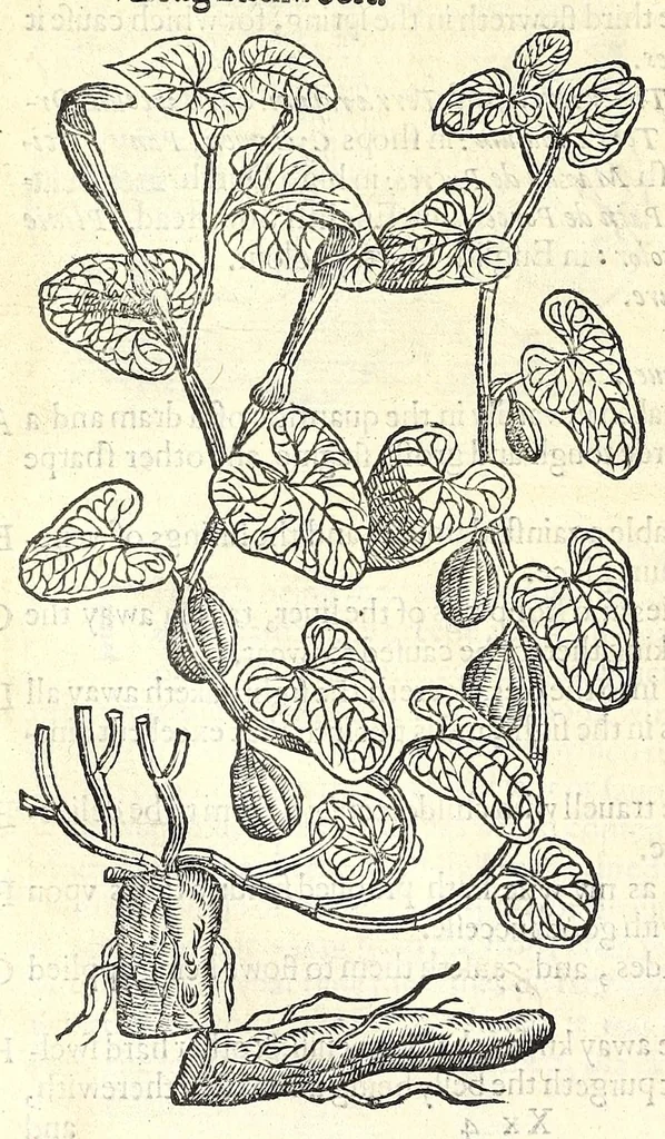 An illustration from The herball or, Generall historie of plantes, 1597, leaf 722