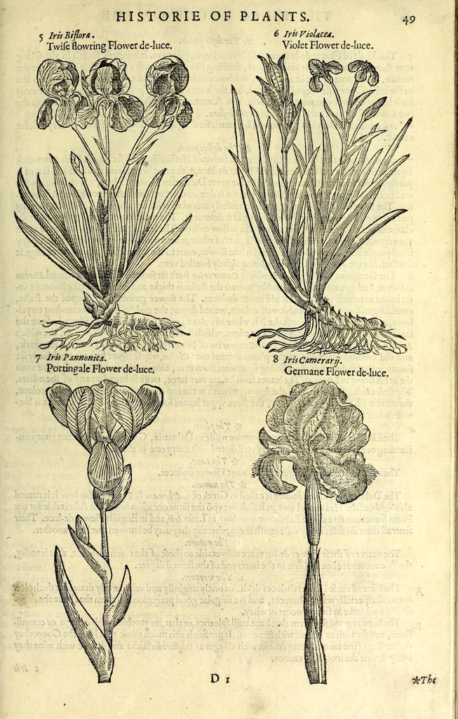 An illustration from The herball or, Generall historie of plantes, 1597, leaf 75
