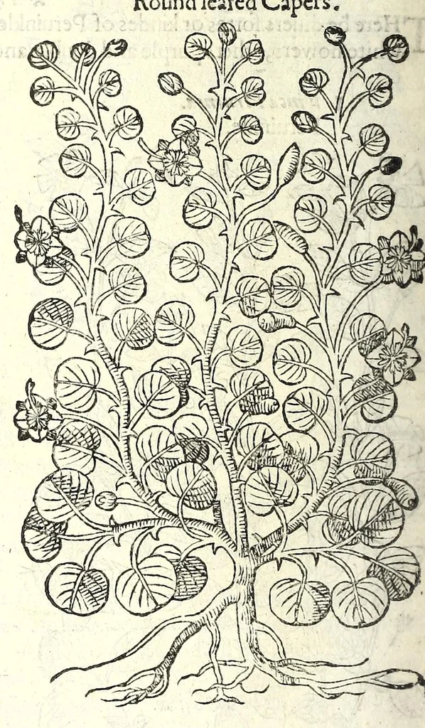 An illustration from The herball or, Generall historie of plantes, 1597, leaf 774