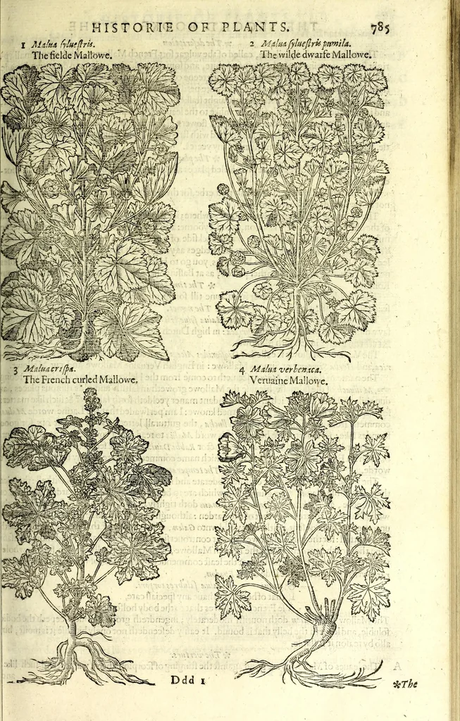An illustration from The herball or, Generall historie of plantes, 1597, leaf 811
