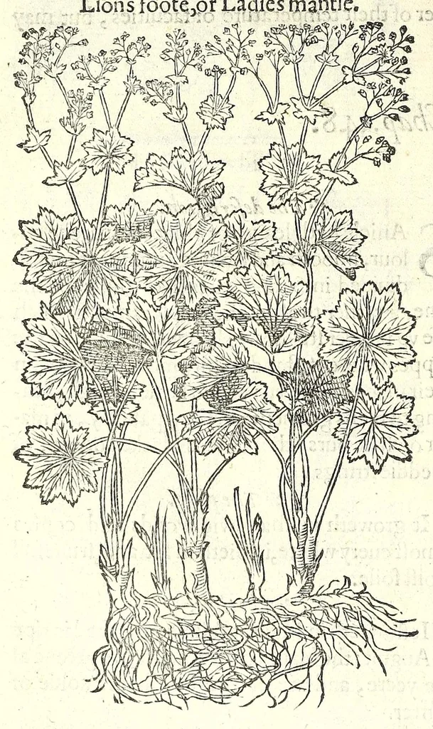 An illustration from The herball or, Generall historie of plantes, 1597, leaf 828