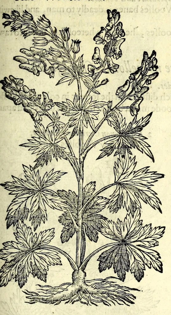 An illustration from The herball or, Generall historie of plantes, 1597, leaf 847