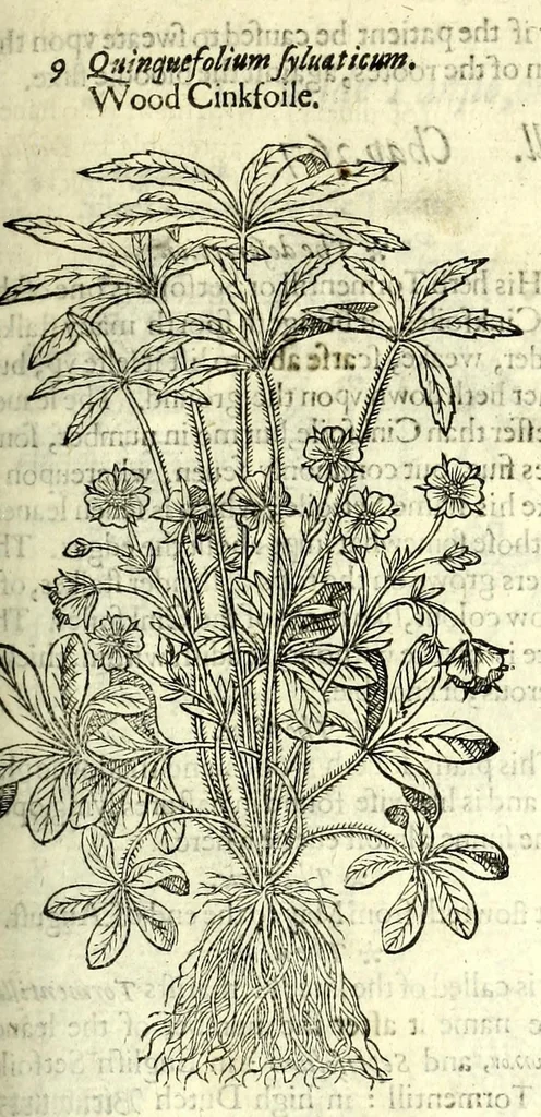 An illustration from The herball or, Generall historie of plantes, 1597, leaf 865