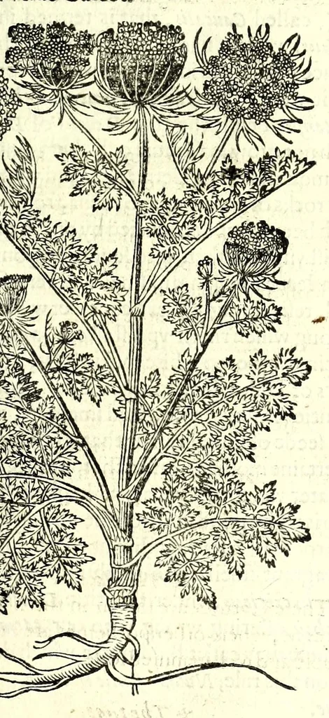 An illustration from The herball or, Generall historie of plantes, 1597, leaf 899