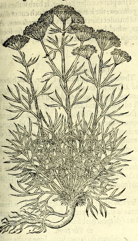 An illustration from The herball or, Generall historie of plantes, 1597, leaf 917
