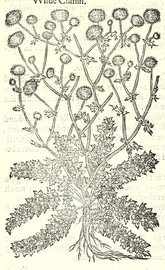 An illustration from The herball or, Generall historie of plantes, 1597, leaf 934