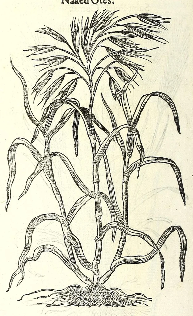 An illustration from The herball or, Generall historie of plantes, 1597, leaf 94