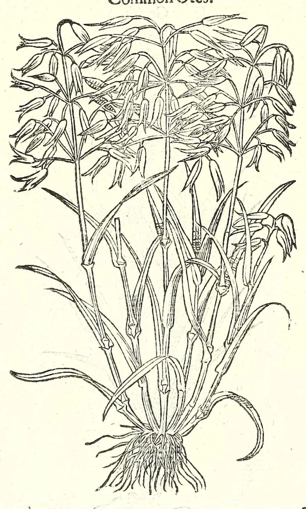 An illustration from The herball or, Generall historie of plantes, 1597, leaf 94