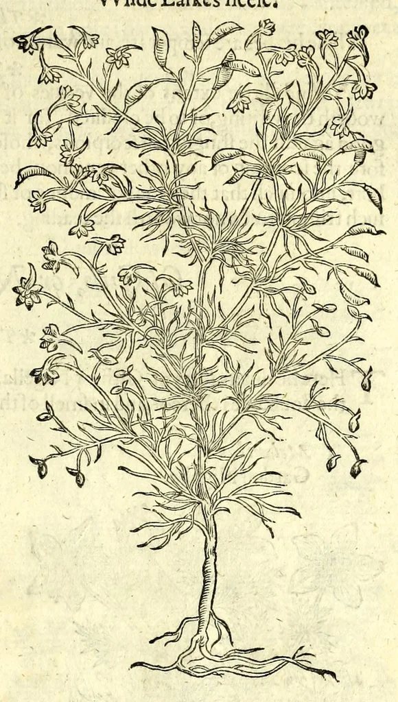 An illustration from The herball or, Generall historie of plantes, 1597, leaf 949
