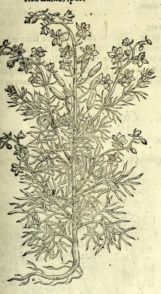 An illustration from The herball or, Generall historie of plantes, 1597, leaf 949