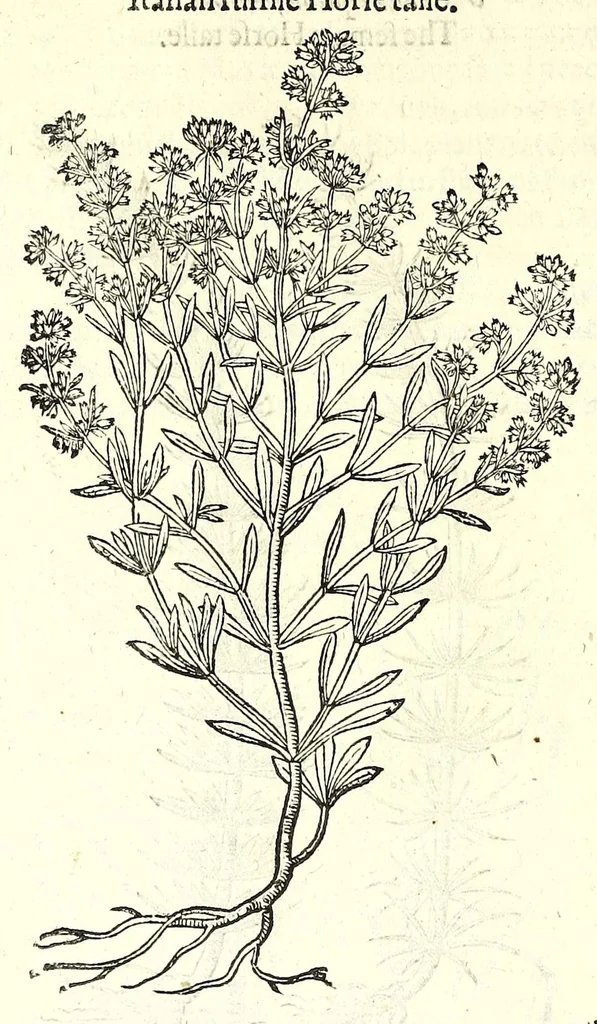 An illustration from The herball or, Generall historie of plantes, 1597, leaf 984