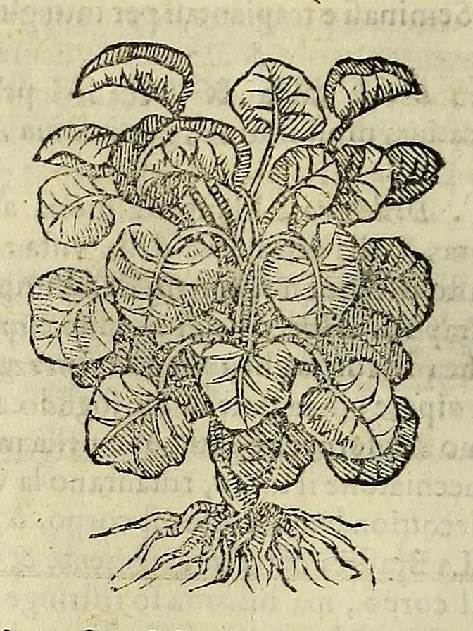 An illustration from Herbario nuouo, 1585, leaf 106