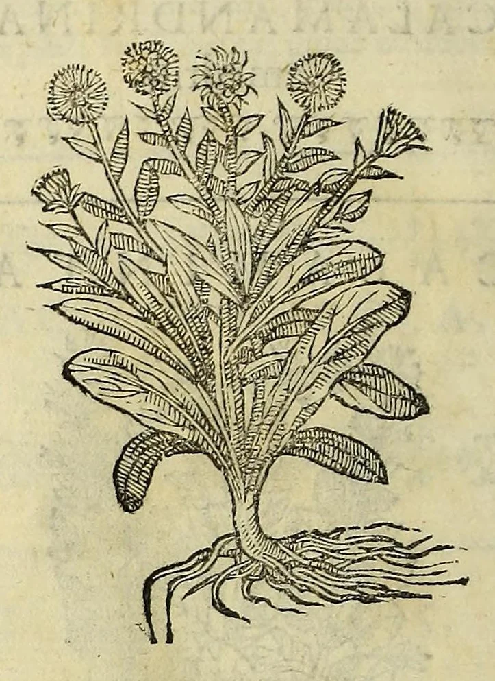 An illustration from Herbario nuouo, 1585, leaf 112
