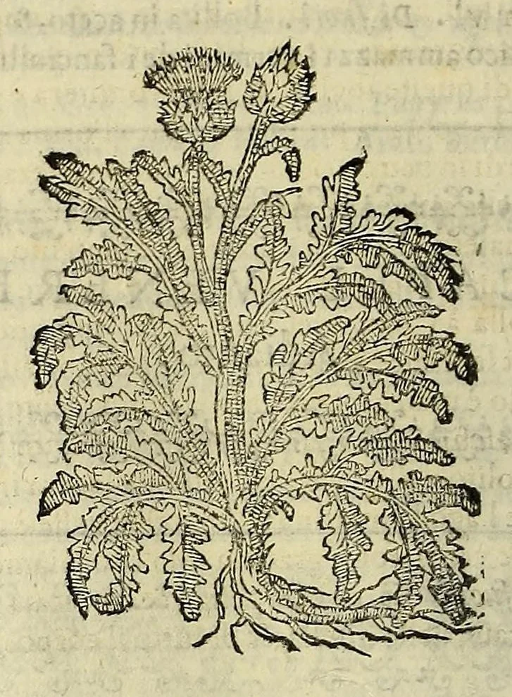 An illustration from Herbario nuouo, 1585, leaf 118