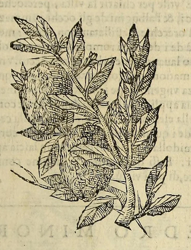 An illustration from Herbario nuouo, 1585, leaf 129