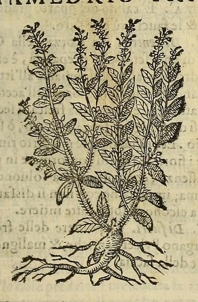 An illustration from Herbario nuouo, 1585, leaf 135