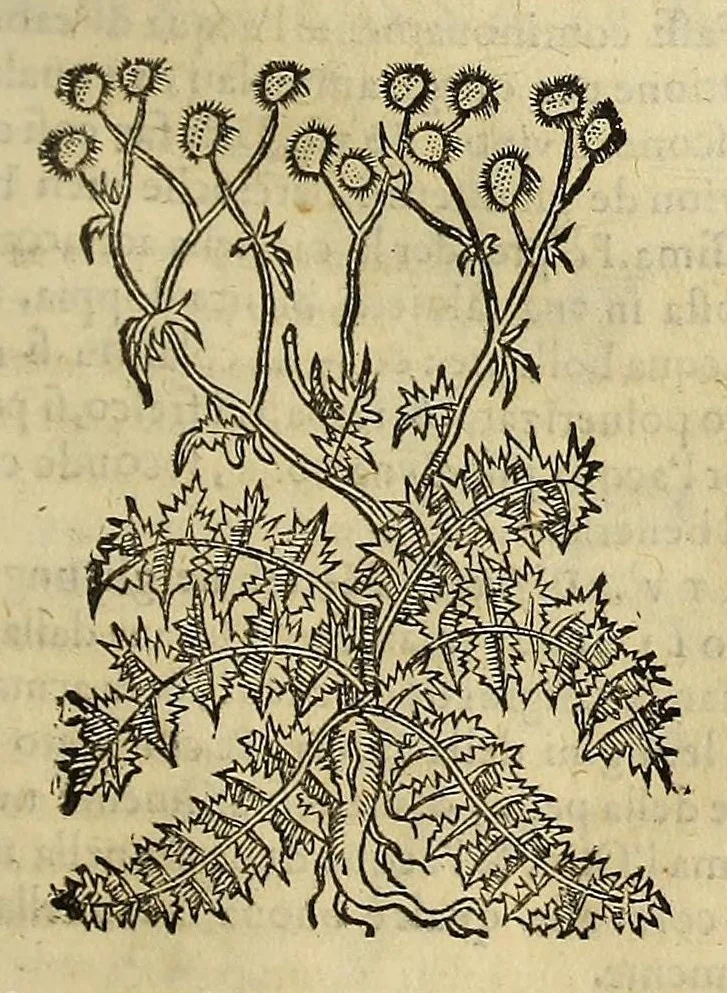 An illustration from Herbario nuouo, 1585, leaf 147