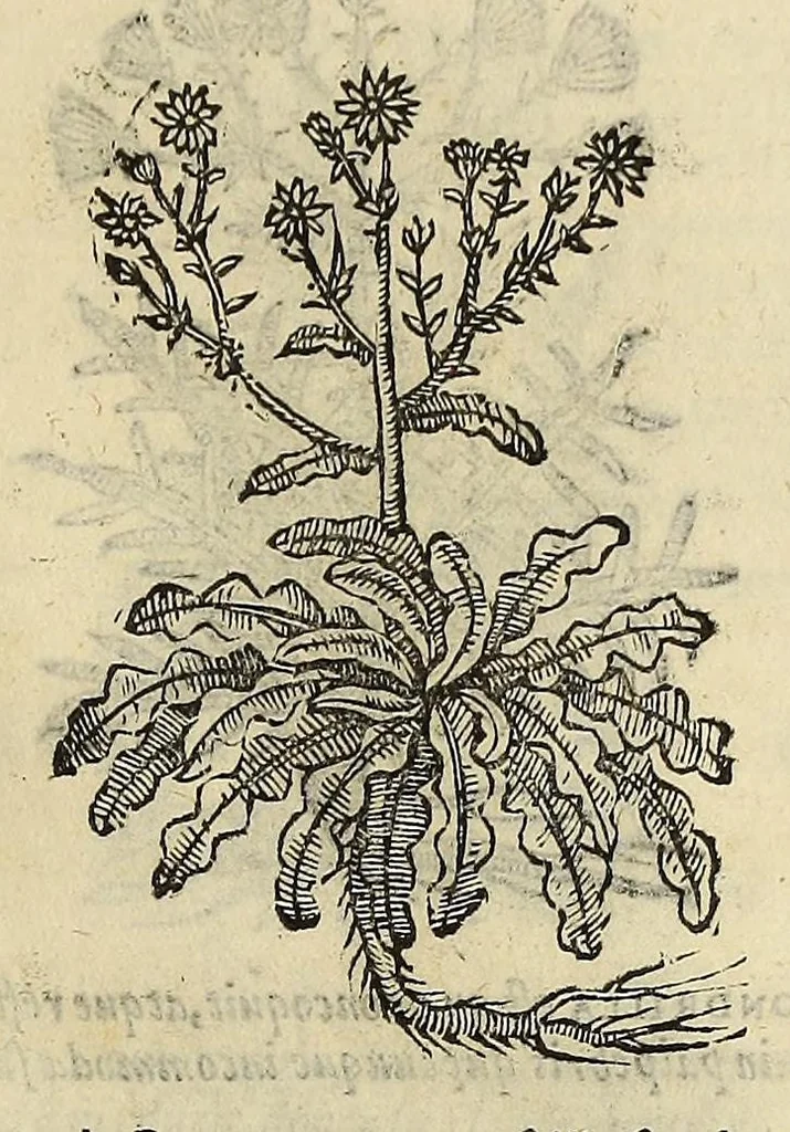 An illustration from Herbario nuouo, 1585, leaf 161